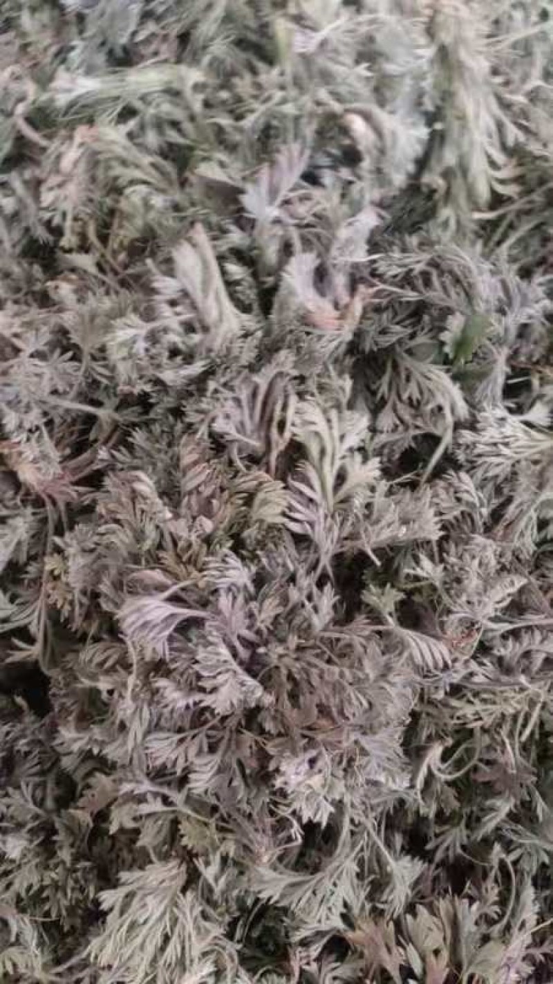 茵陈