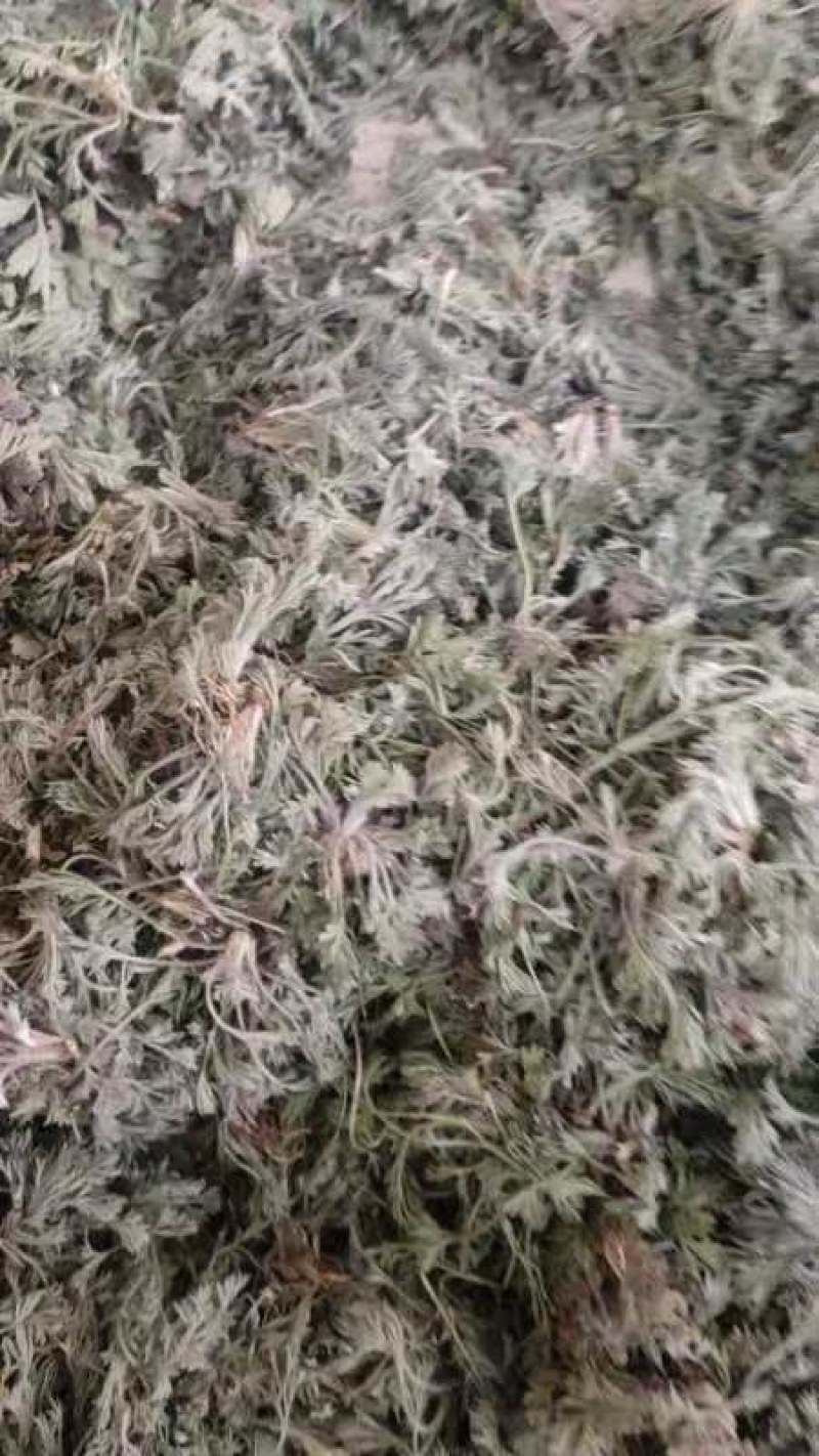 茵陈