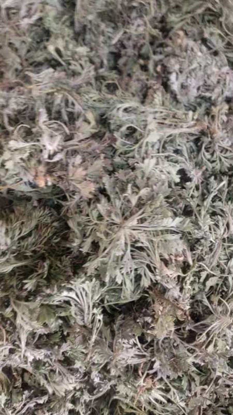 茵陈