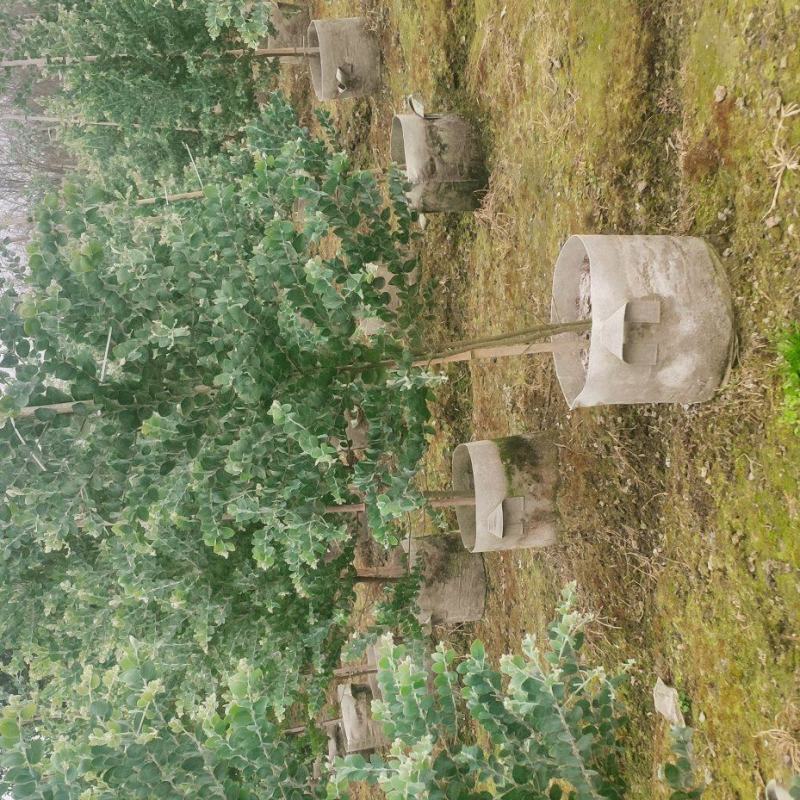 大量出售银叶金合欢