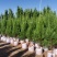 塔柏60-200高大量出售自家货源可视频看货