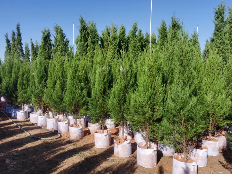 塔柏60-200高大量出售自家货源可视频看货
