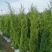塔柏60-200高大量出售自家货源可视频看货