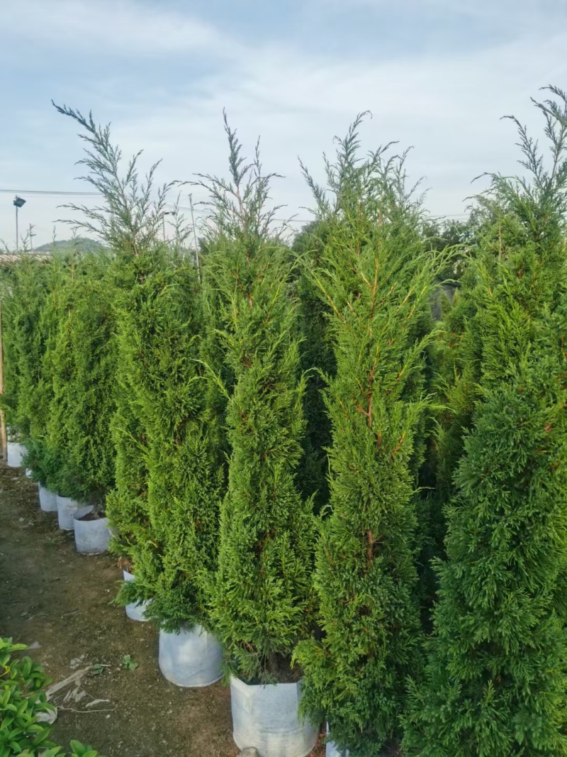 塔柏60-200高大量出售自家货源可视频看货
