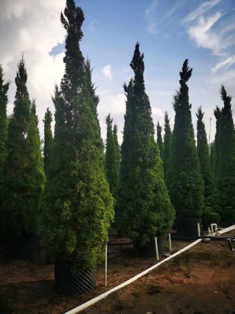 塔柏60-200高大量出售自家货源可视频看货