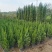 塔柏60-200高大量出售自家货源可视频看货