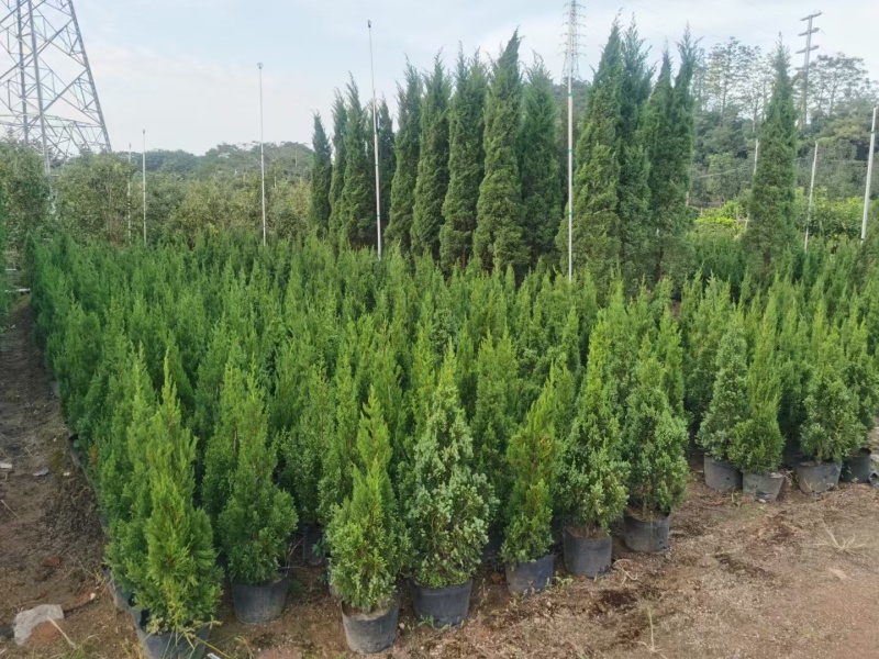 塔柏60-200高大量出售自家货源可视频看货