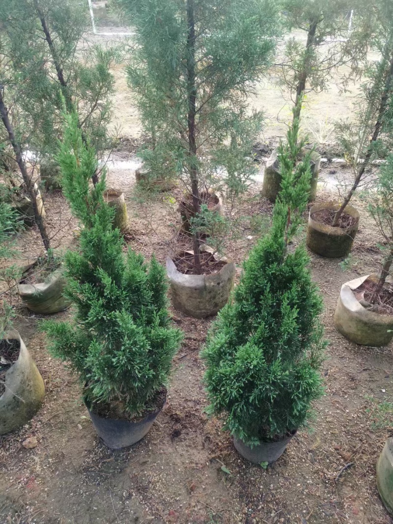 塔柏60-200高大量出售自家货源可视频看货