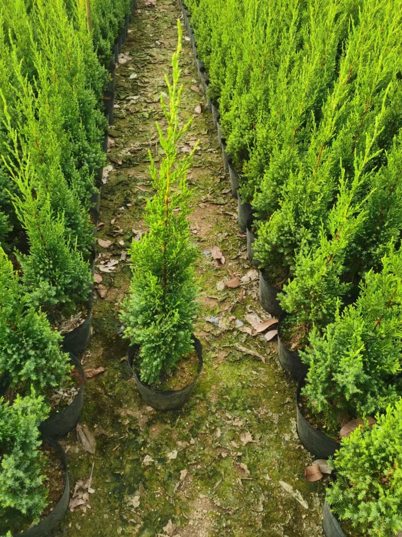 塔柏60-200高大量出售自家货源可视频看货