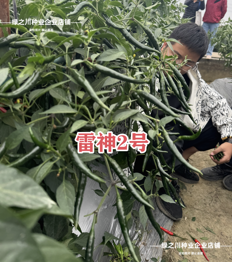 满丰雷神2号朝天椒种子大果型青红两用黑绿色辣椒种子早熟