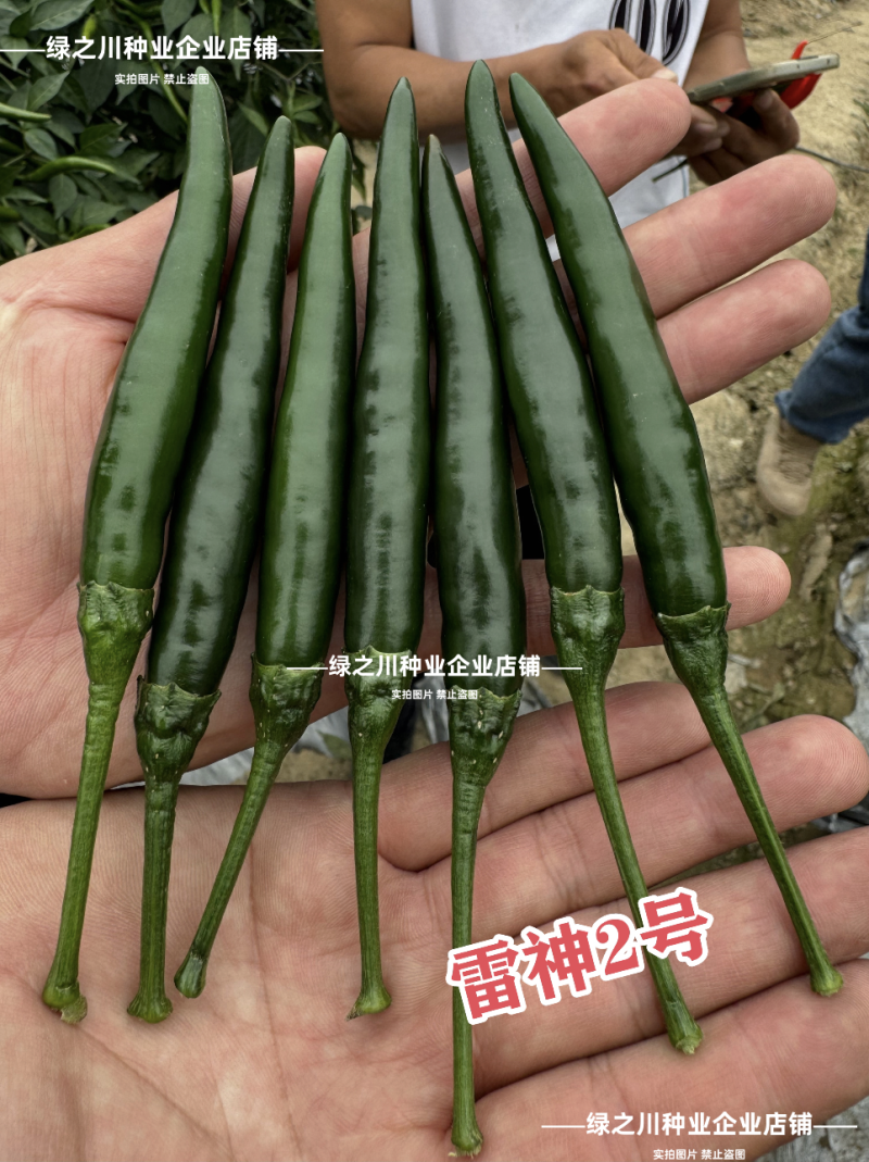 满丰雷神2号朝天椒种子大果型青红两用黑绿色辣椒种子早熟