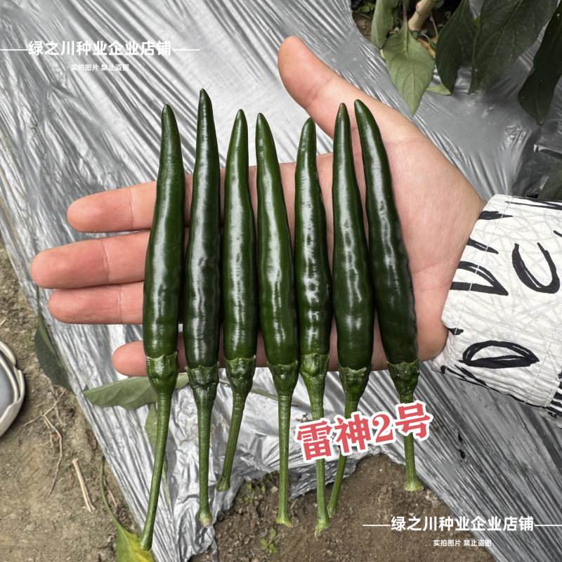 满丰雷神2号朝天椒种子大果型青红两用黑绿色辣椒种子早熟