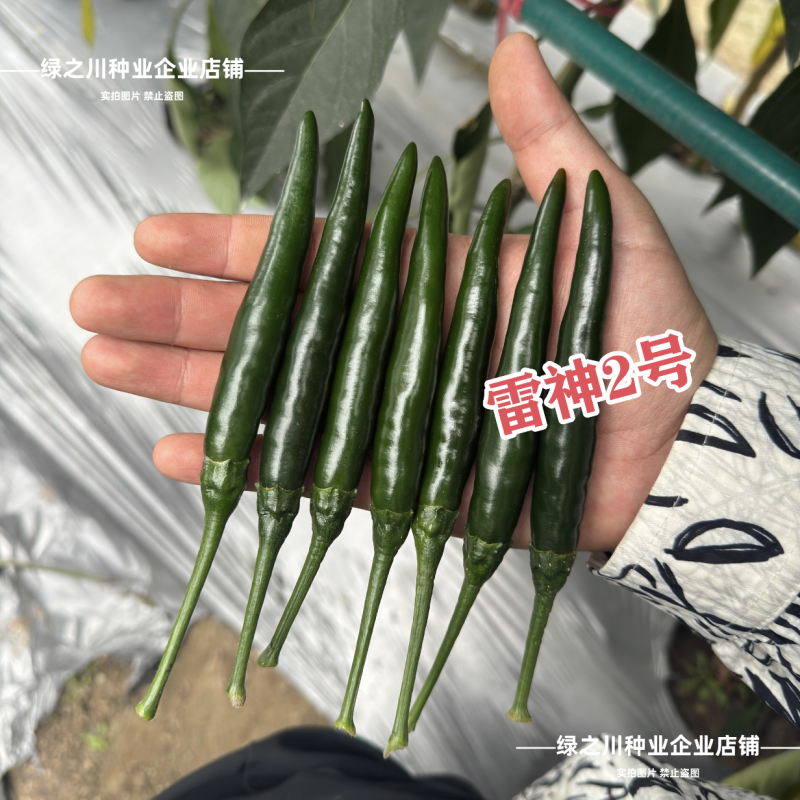 满丰雷神2号朝天椒种子大果型青红两用黑绿色辣椒种子早熟