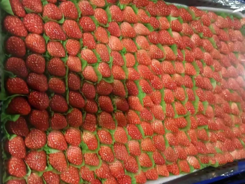 红颜草莓