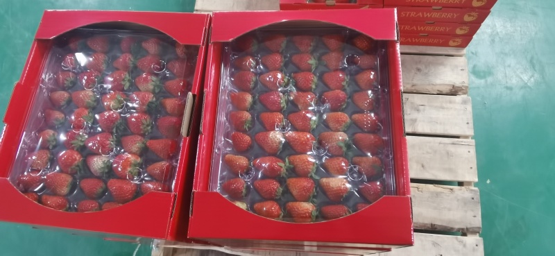 红颜草莓
