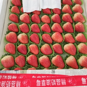 万亩妙香草莓