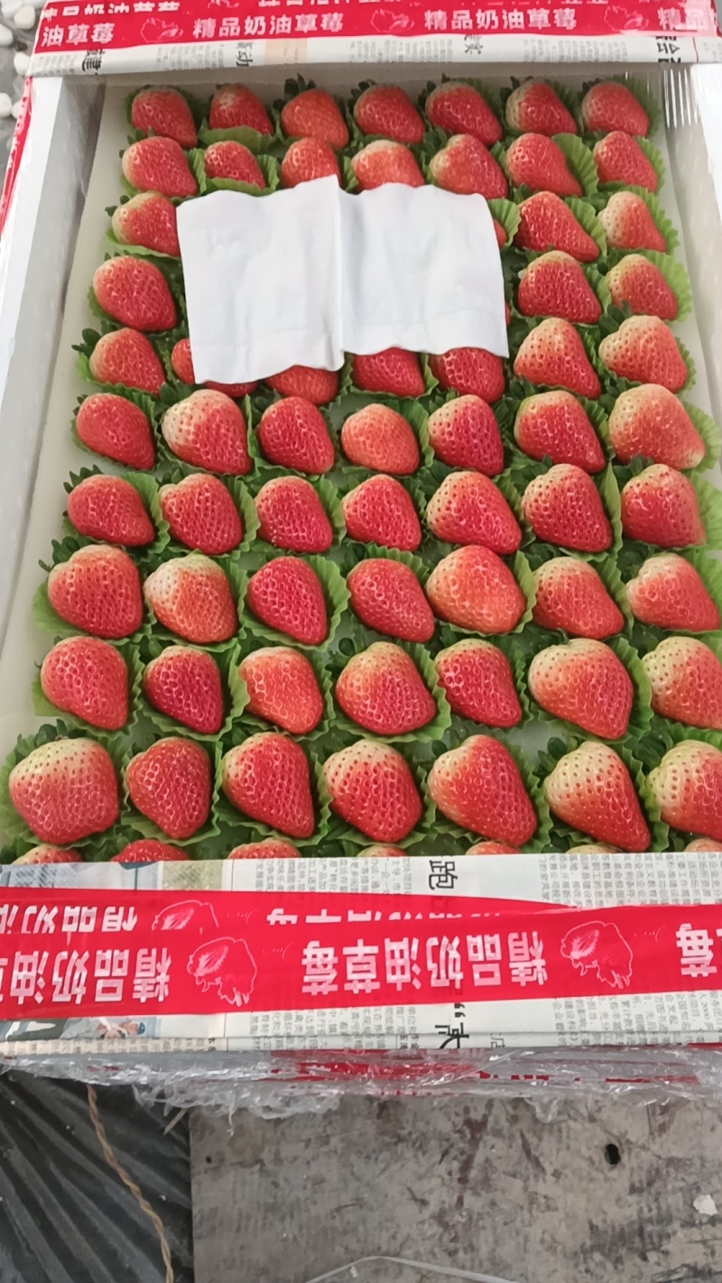 万亩妙香草莓