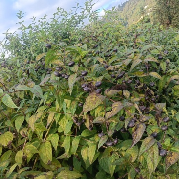 需要的老板联系大量上市