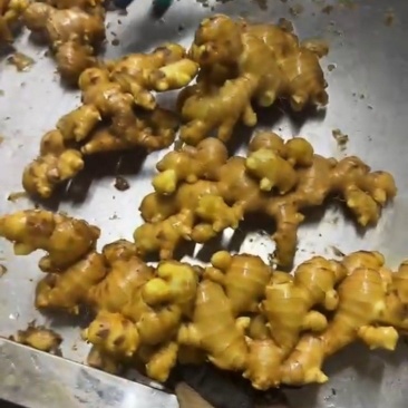 山东精品大黄姜大量有货，欢迎全国各地老板实地考察订购