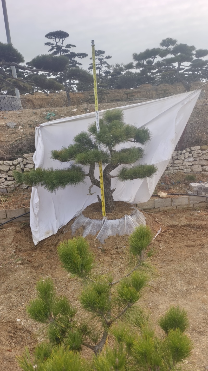 精品造型黑松，山东造型油松基地批发直售一棵也是骨折价