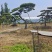 精品造型黑松，山东造型油松基地批发直售一棵也是骨折价