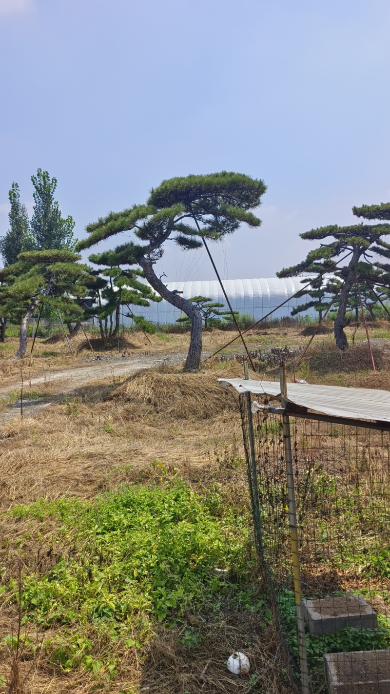 精品造型黑松，山东造型油松基地批发直售一棵也是骨折价