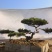 造型黑松—造型油松，地景松，庭园松，迎客松平顶松批发基地