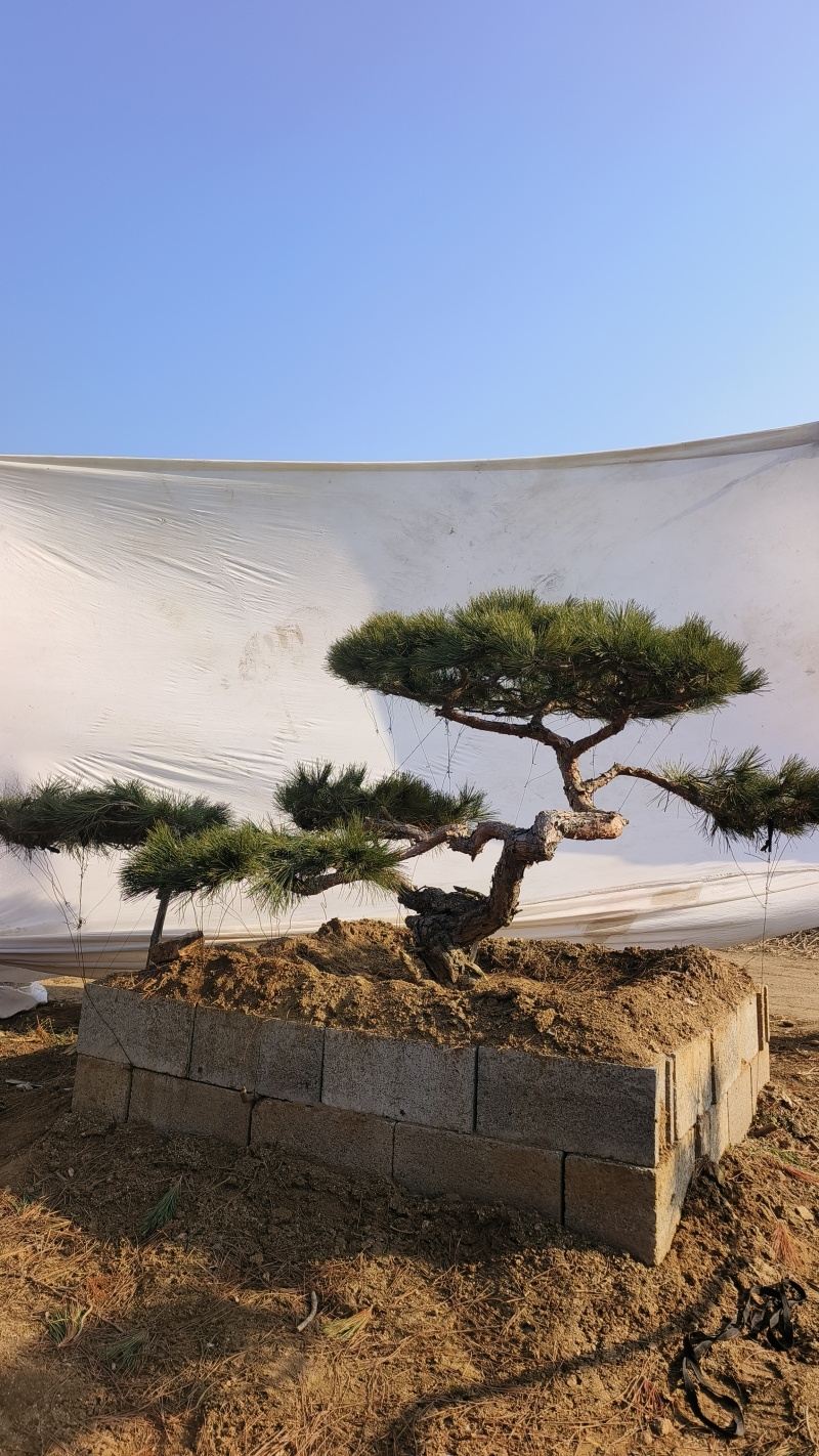 造型黑松—造型油松，地景松，庭园松，迎客松平顶松批发基地
