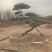 【优选】精品黑松造型松，造型黑松，工程平顶松，基地直发!