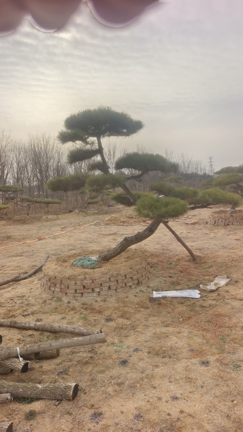 【优选】精品黑松造型松，造型黑松，工程平顶松，基地直发!
