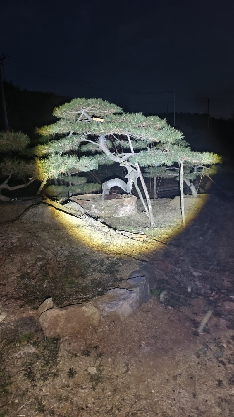 【优选】精品黑松造型松，造型黑松，工程平顶松，基地直发!