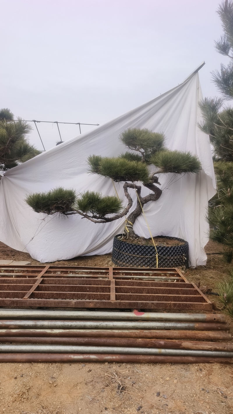 【优选】精品黑松造型松，造型黑松，工程平顶松，基地直发!