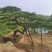 【优质】造型油松黑松，庭院景观松，迎客松平顶松基地直发