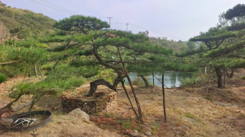 【优质】造型油松黑松，庭院景观松，迎客松平顶松基地直发