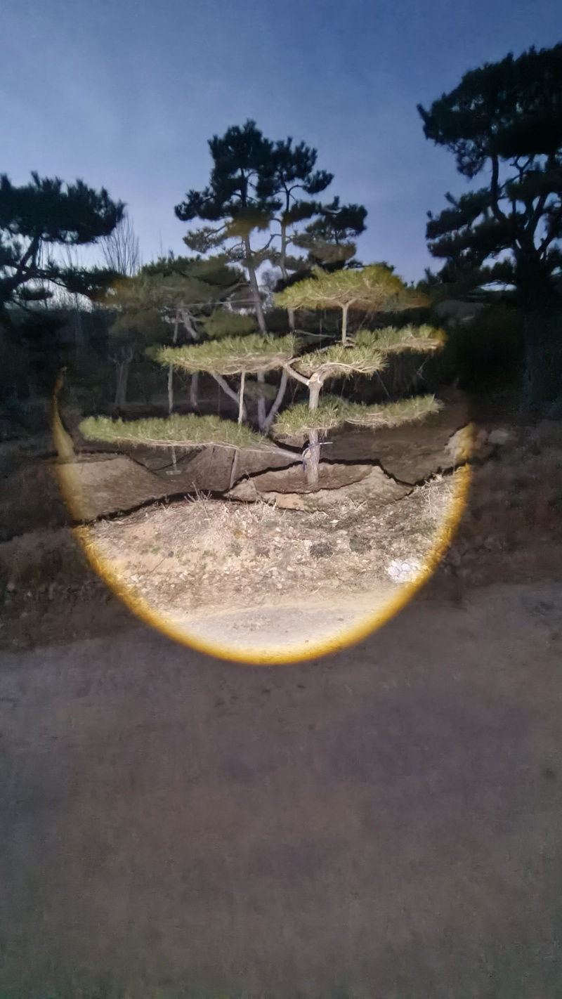 【优质】造型油松黑松，庭院景观松，迎客松平顶松基地直发