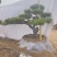 【优质】造型油松黑松，庭院景观松，迎客松平顶松基地直发