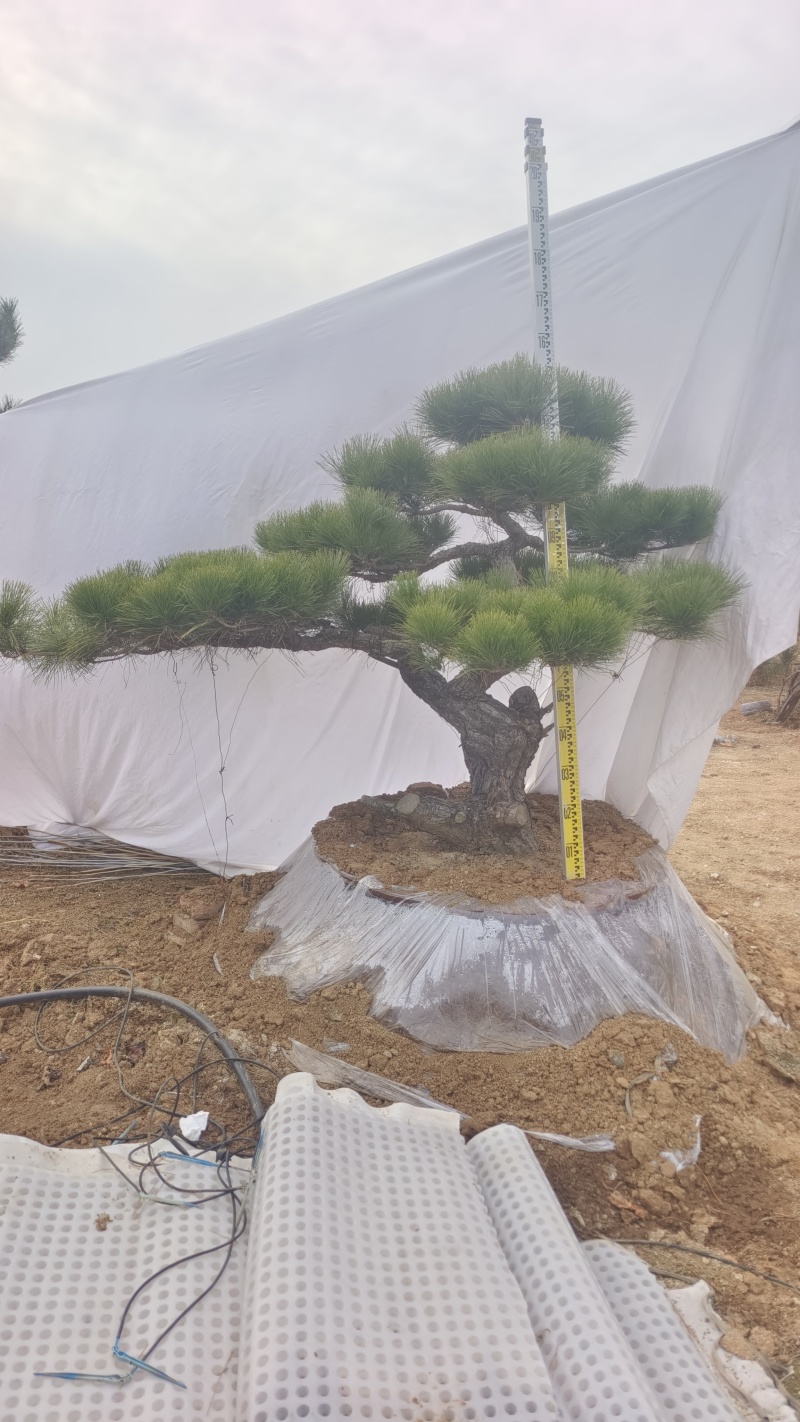 【优质】造型油松黑松，庭院景观松，迎客松平顶松基地直发