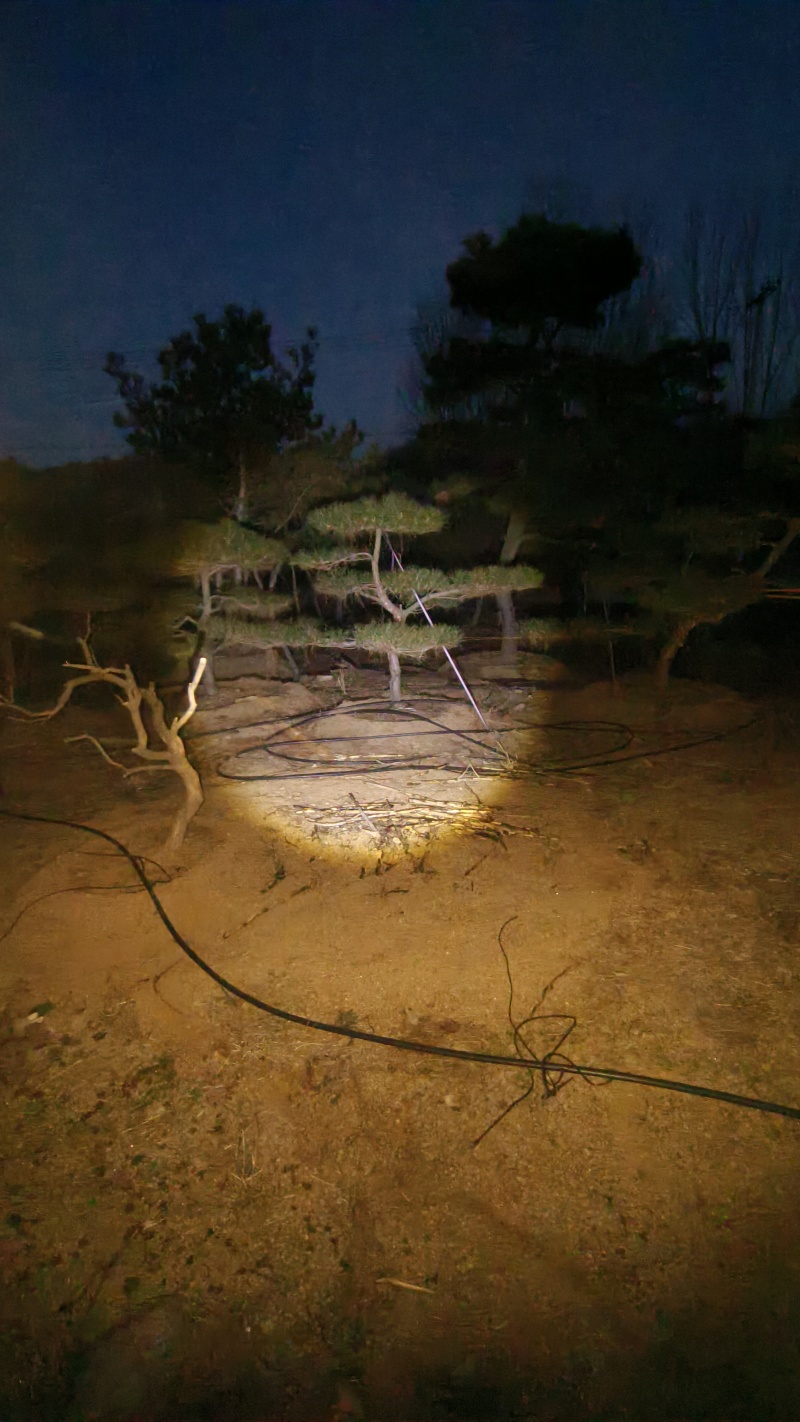 【优质】造型油松黑松，庭院景观松，迎客松平顶松基地直发