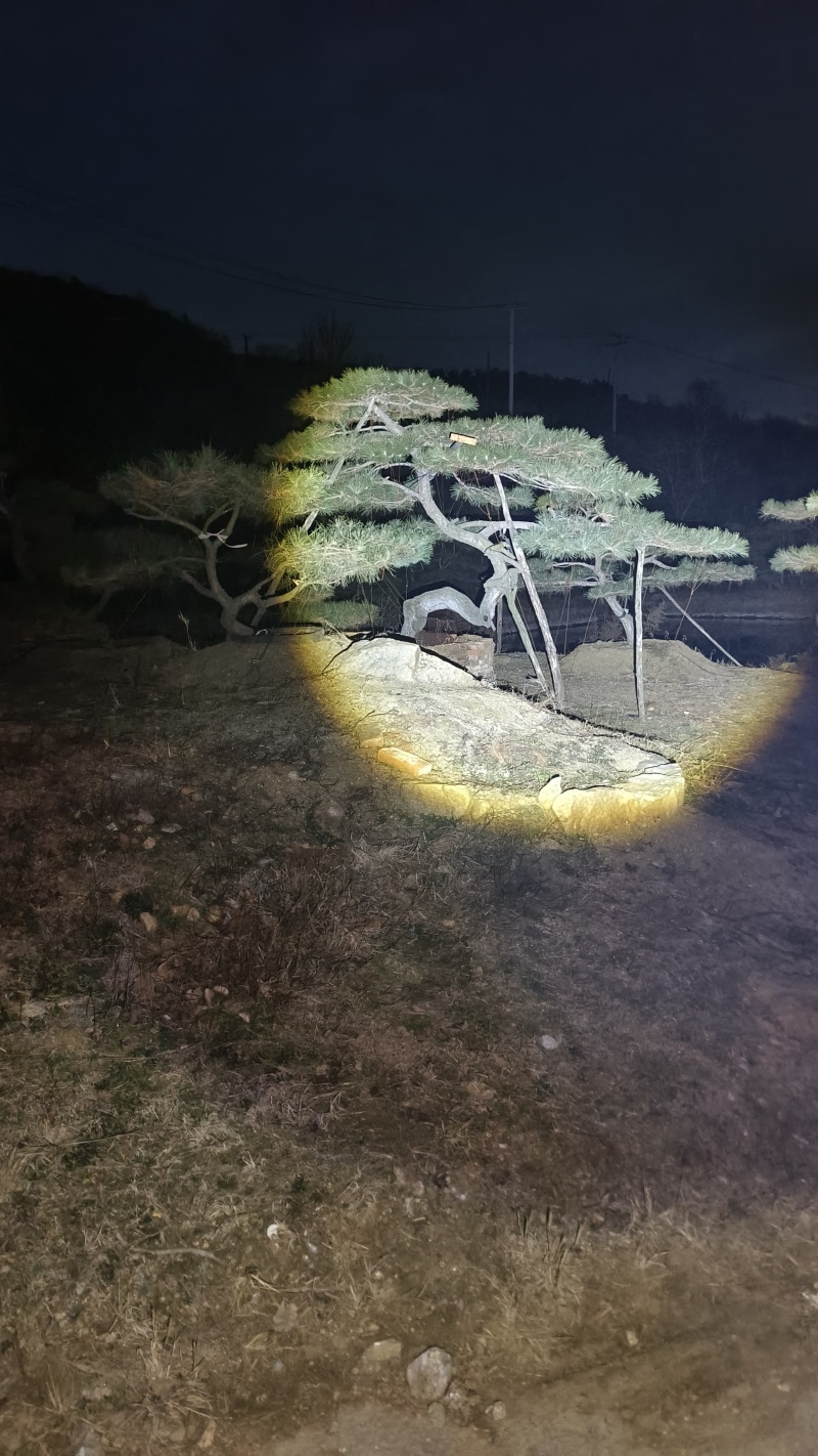 【优质】造型油松黑松，庭院景观松，迎客松平顶松基地直发