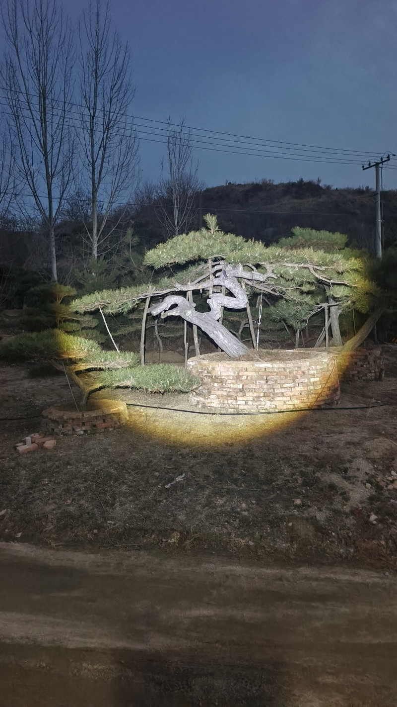 【优质】造型油松黑松，庭院景观松，迎客松平顶松基地直发