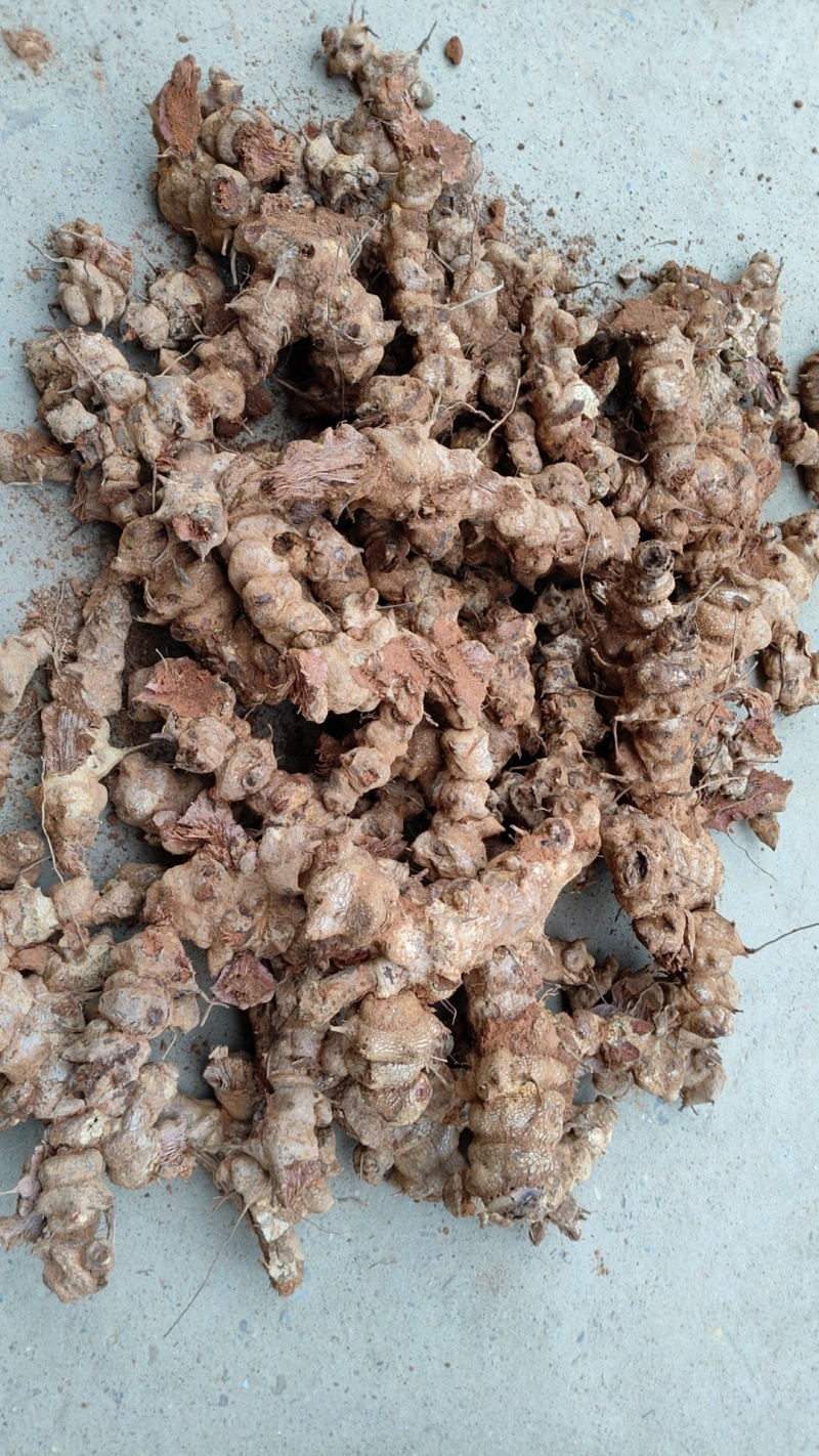 江西深山野生红肉金刚藤(菝葜)鲜货趁鲜切制干片，大货供应