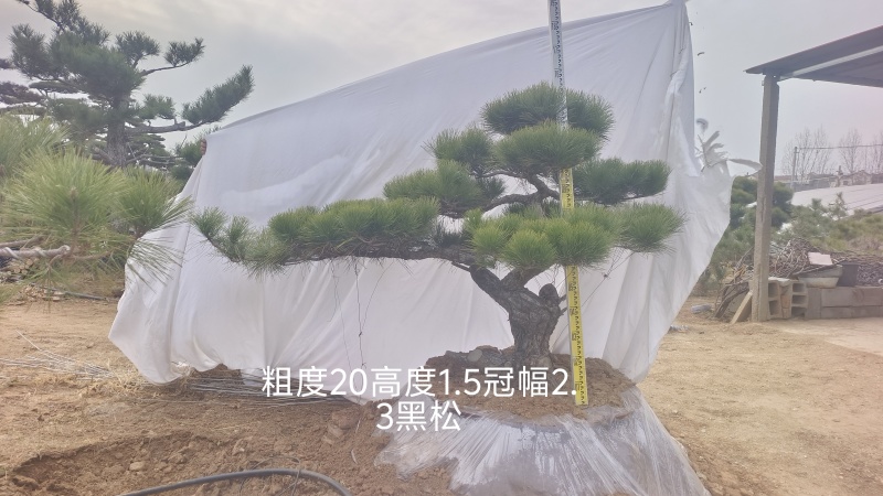 大型盆景松地景松迎客松，黑松盆景，庭院松，一棵也是批发价