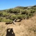 大型盆景松地景松迎客松，黑松盆景，庭院松，一棵也是批发价