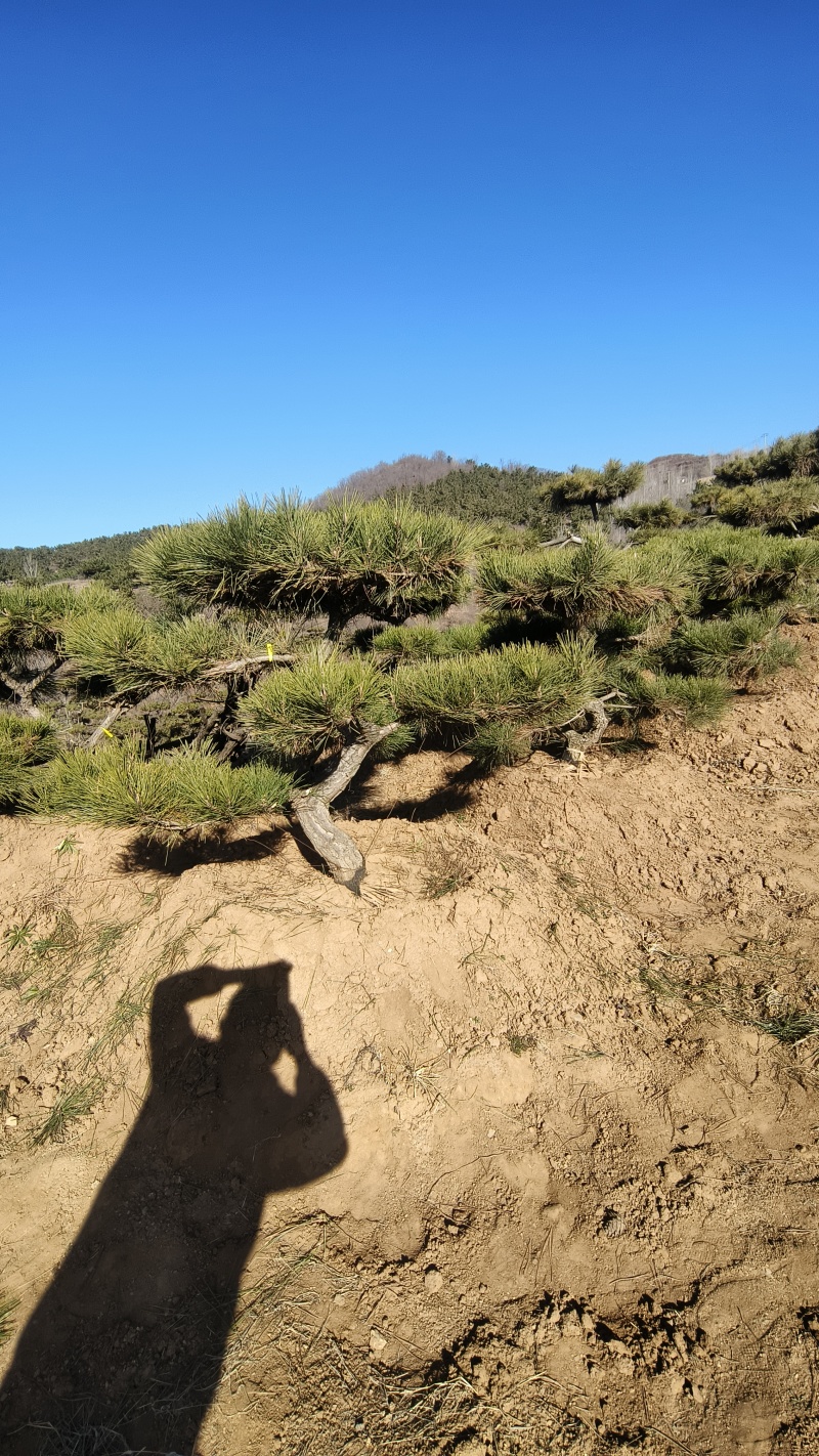 大型盆景松地景松迎客松，黑松盆景，庭院松，一棵也是批发价
