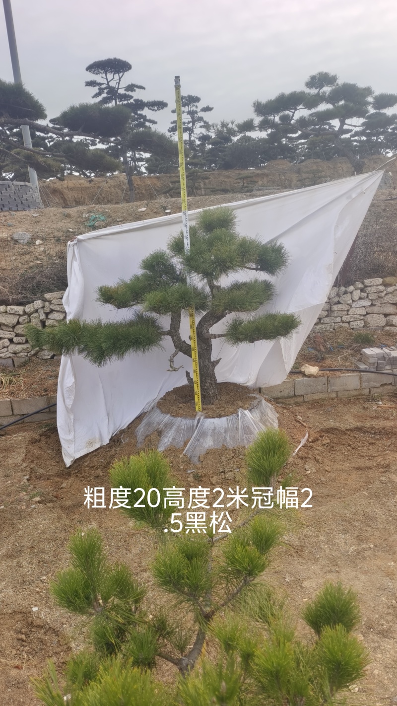 大型盆景松地景松迎客松，黑松盆景，庭院松，一棵也是批发价