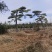 大型盆景松地景松迎客松，黑松盆景，庭院松，一棵也是批发价