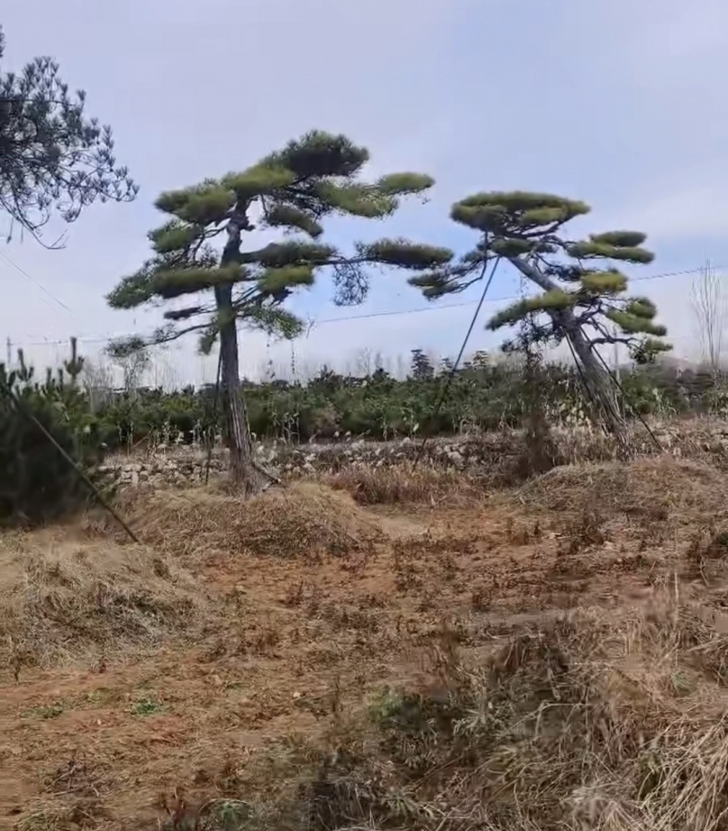 大型盆景松地景松迎客松，黑松盆景，庭院松，一棵也是批发价