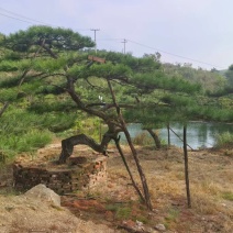 造型松，平顶松基地直供自然园林景观松造型松基地