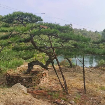 造型松，平顶松基地直供自然园林景观松造型松基地