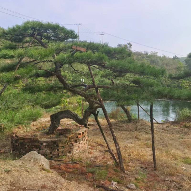 造型松，平顶松基地直供自然园林景观松造型松基地